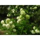 VIBURNUM OPULUS STERILE SNOWBALL TREE